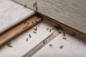 ants | Solutions For Ants