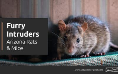 Furry Intruders: Arizona Rats & Mice