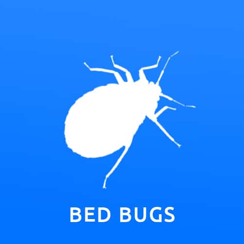 bedbugs