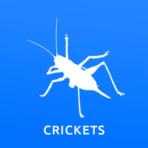 crickets