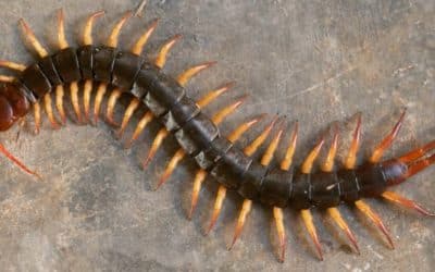 Arizona Centipedes: Common Types