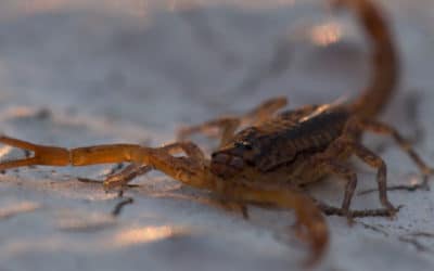 Common Summer Pests In Arizona