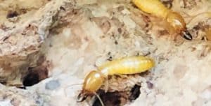 Why Winter is the Ideal Time for Termite Treatment