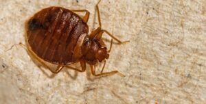 Say Goodbye to Bed Bugs with Urban Desert's Pest Control Services
