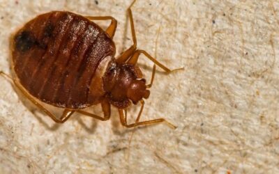 Say Goodbye to Bed Bugs With Urban Desert’s Pest Control Services