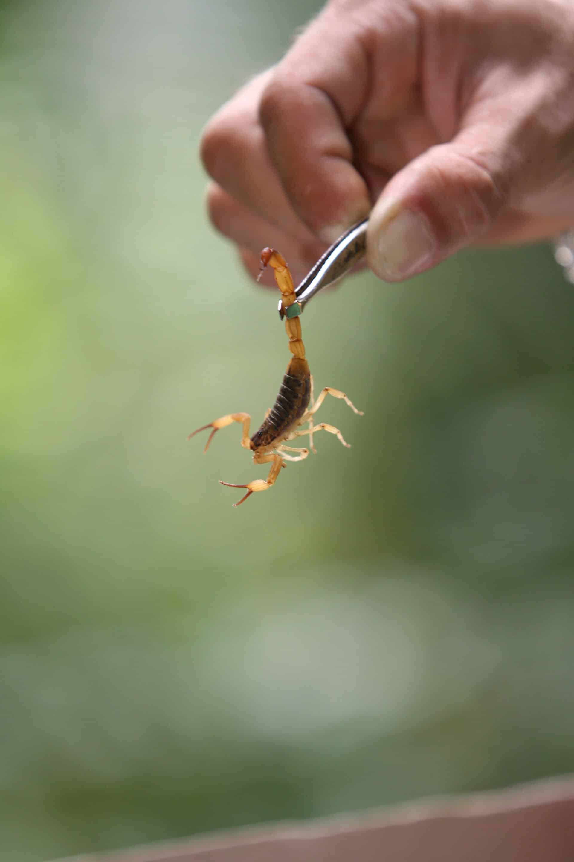 Scorpion being removed with tweezers, Proper removal of scorpions is important.