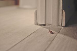 Regular Pest Inspections