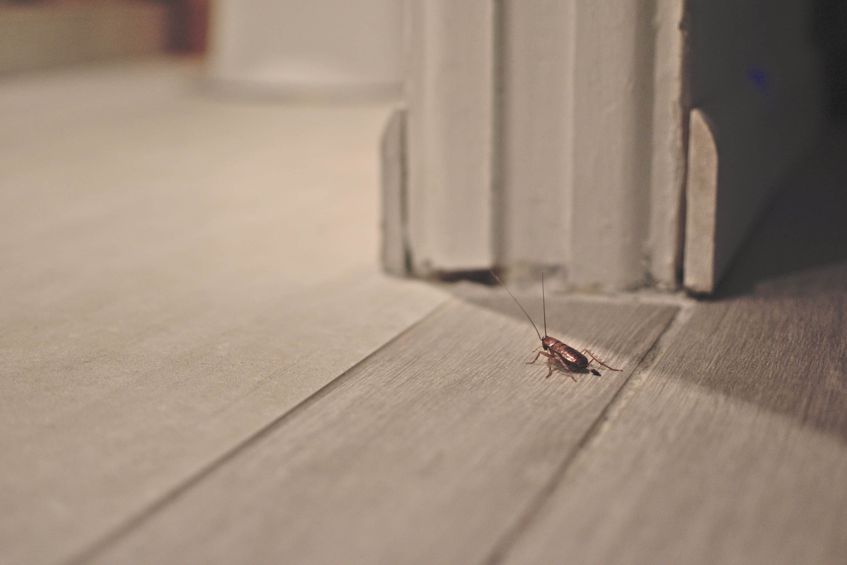 Regular Pest Inspections
