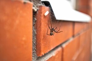 spider on wall | Prevent Spiders From Entering