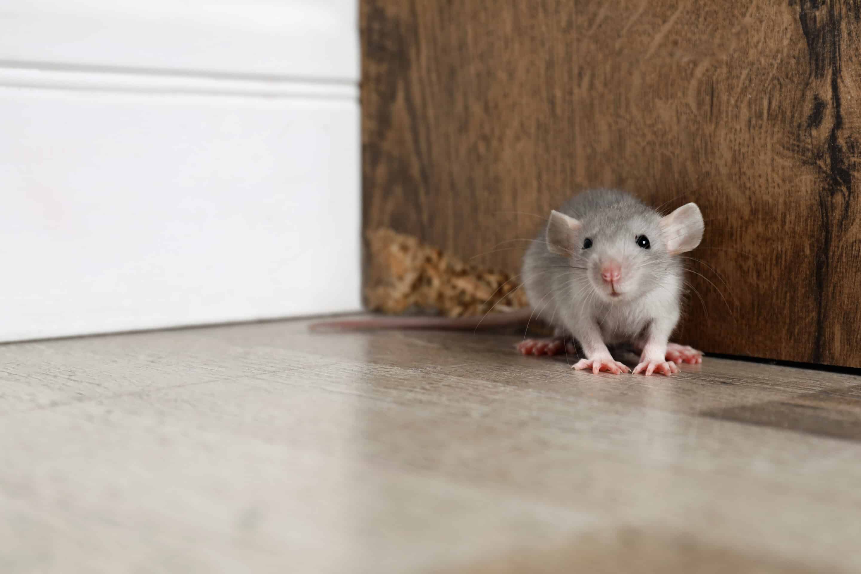 rodent in corner | get rid of rodents