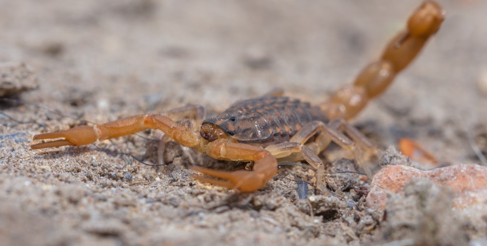 brown arizona scorpions