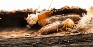 termites in home