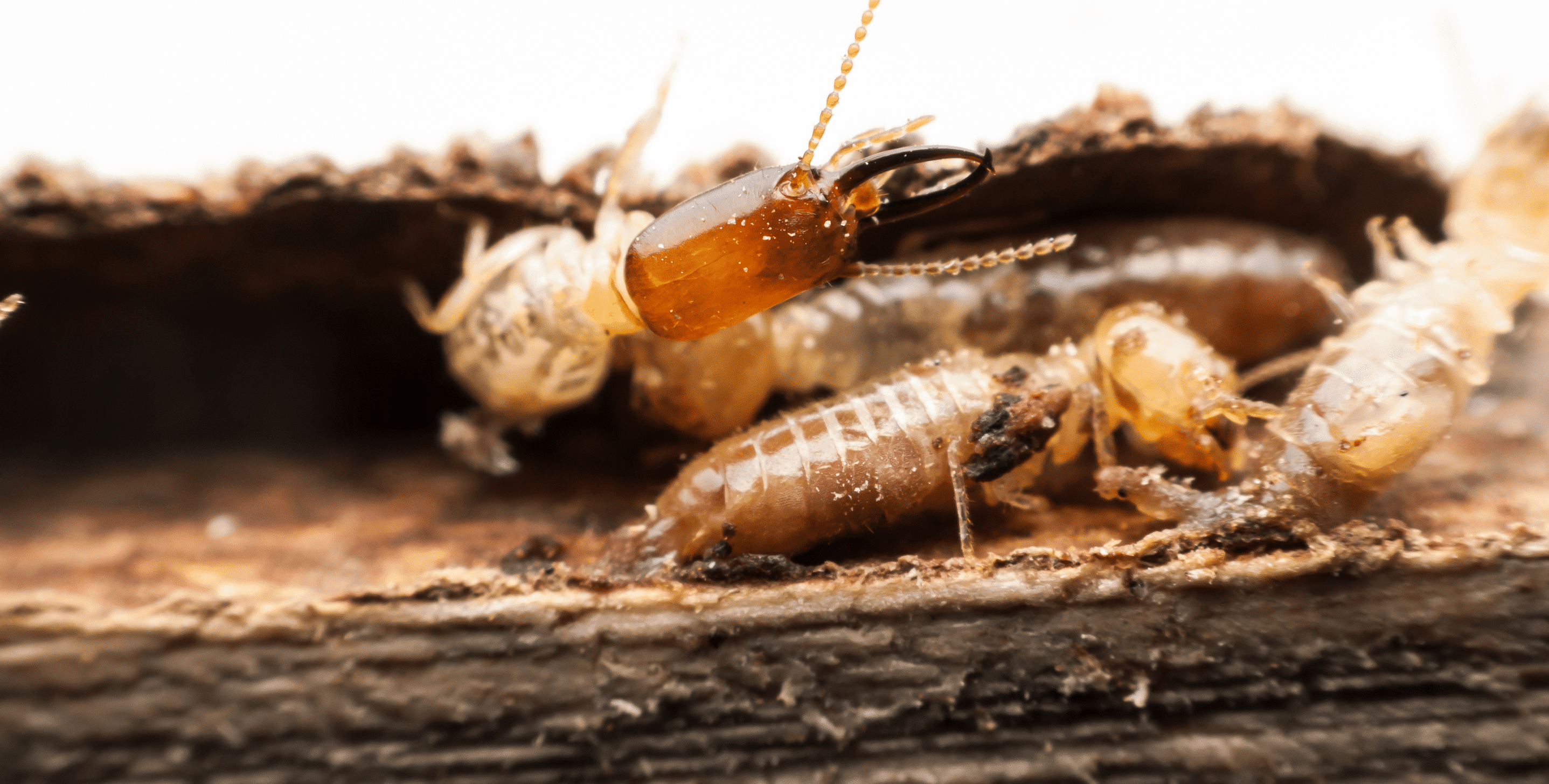 termites in home