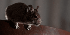Rats