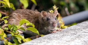 rodent
