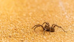 brown spider
