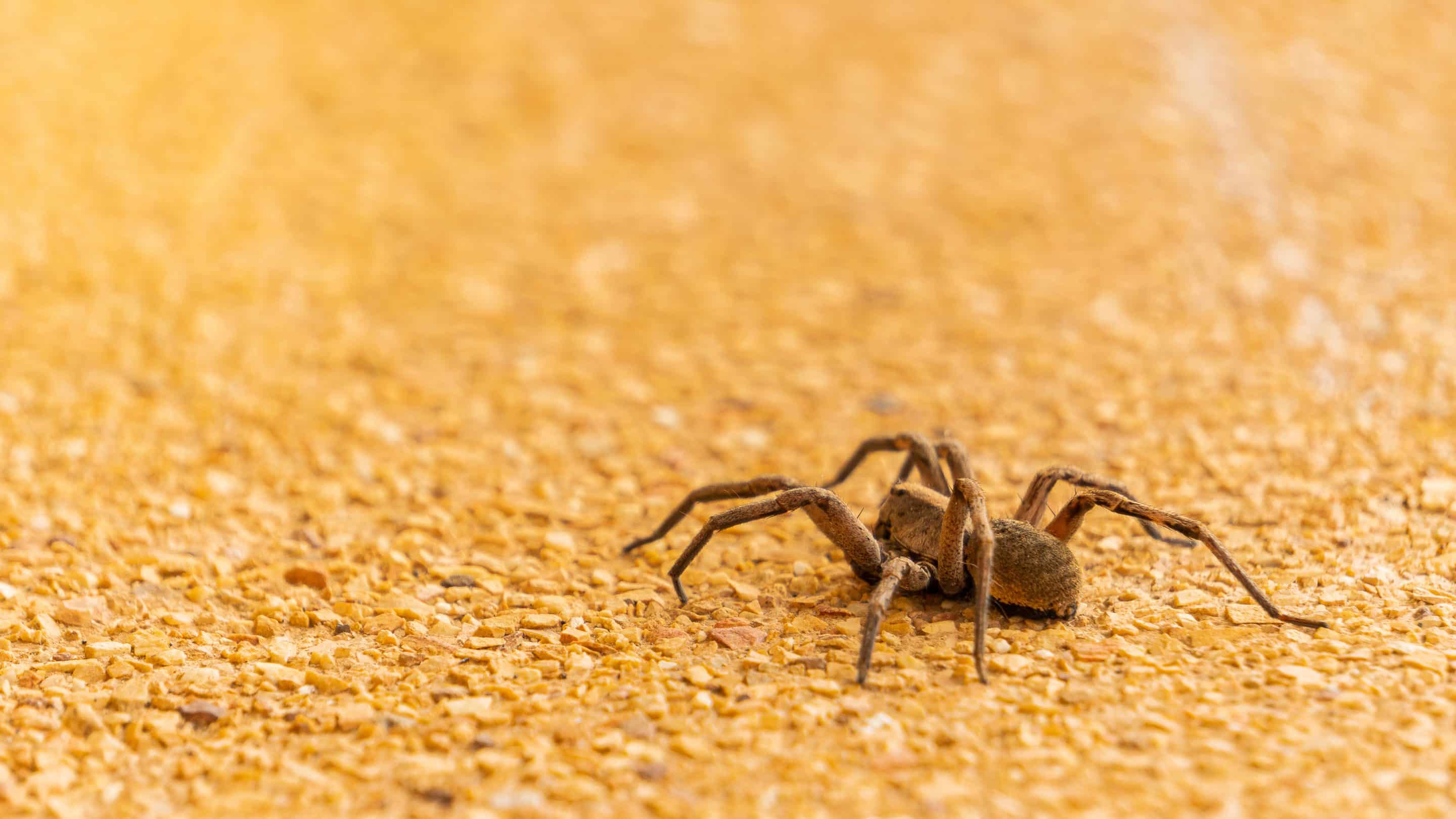 brown spider