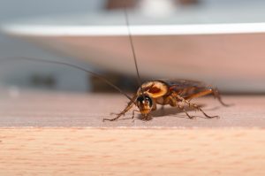 Cockroach inside home by bathroom sink- do roaches bite?