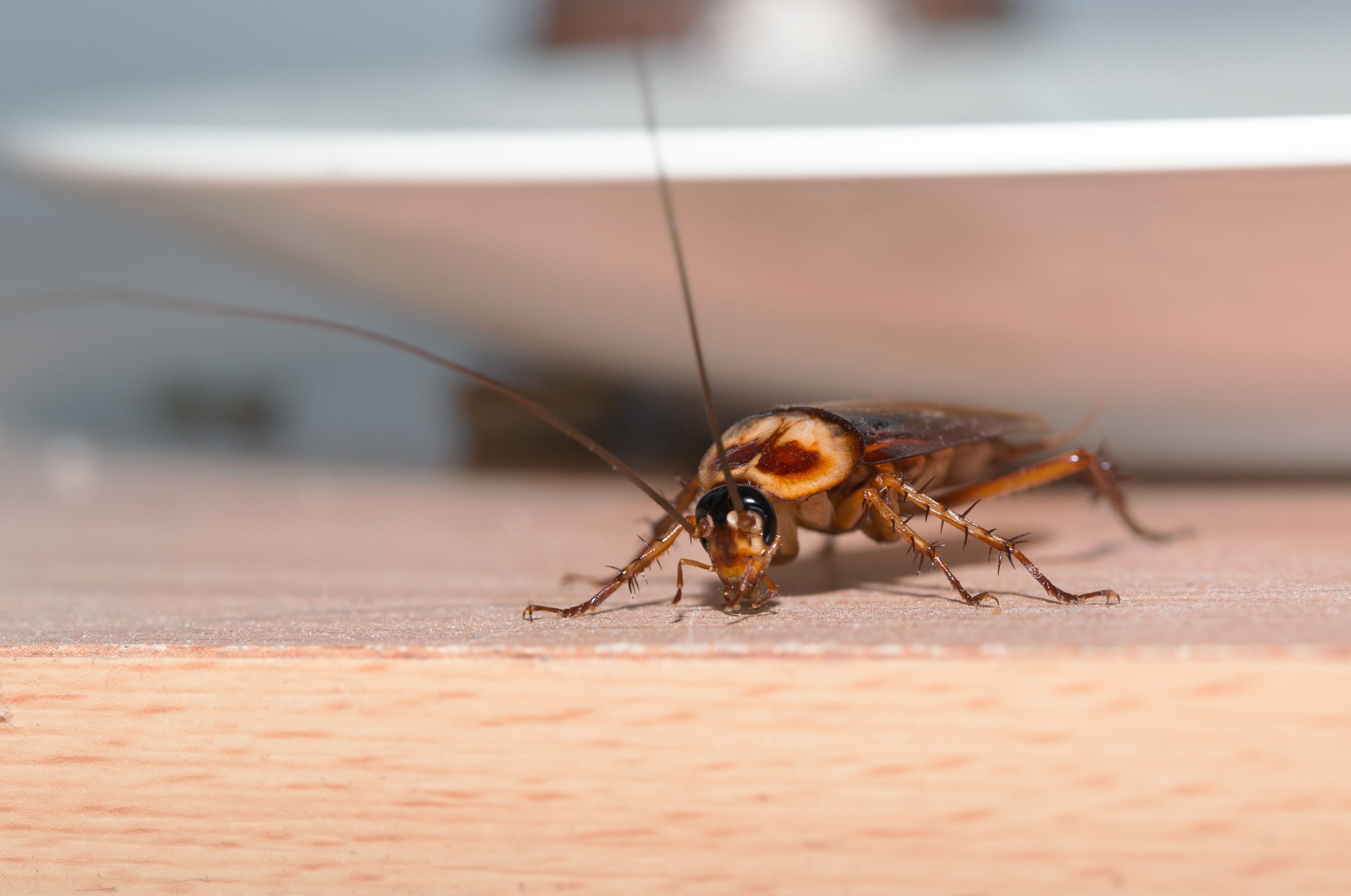 Cockroach inside home by bathroom sink- do roaches bite?