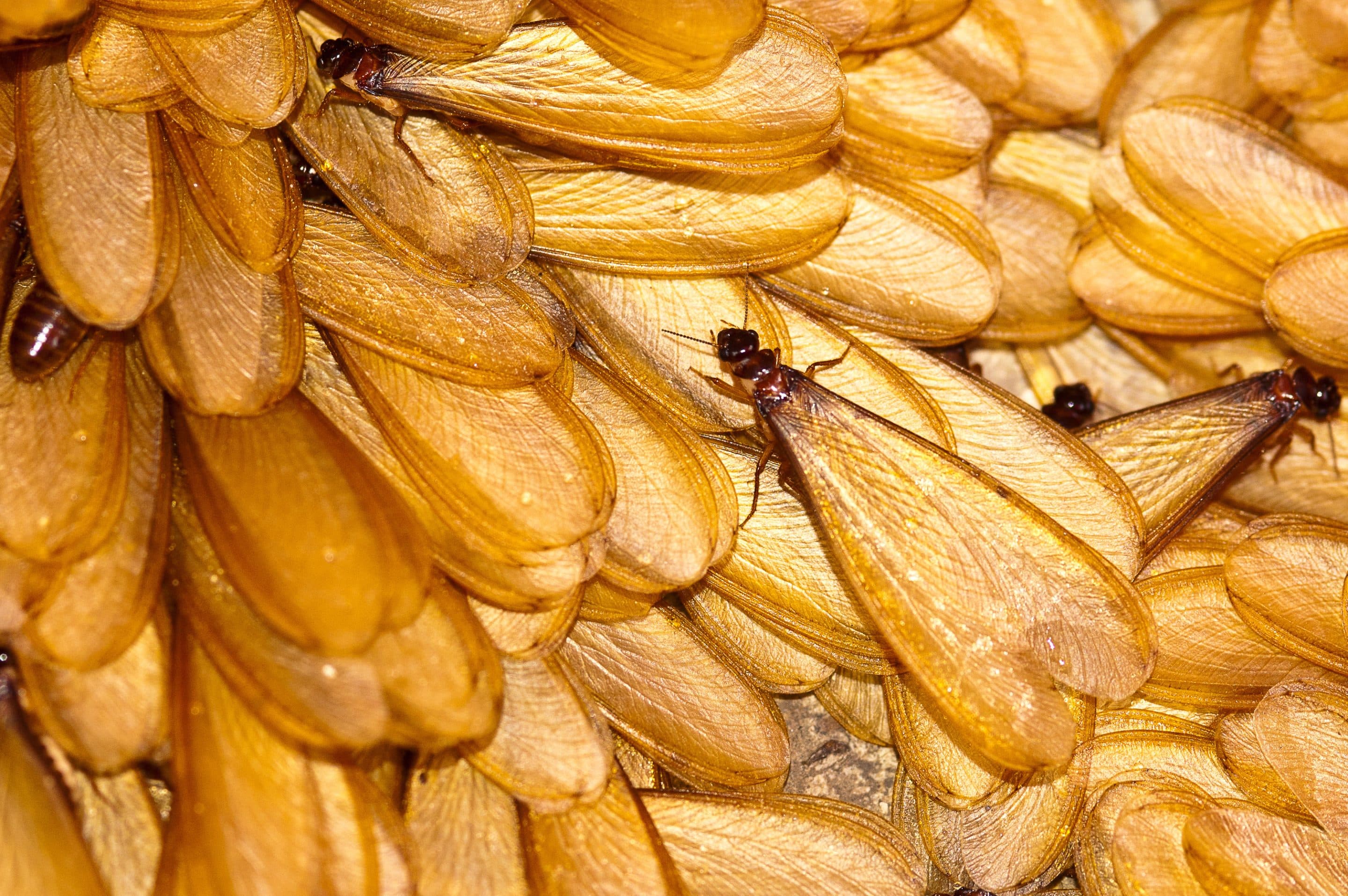 Termite that can fly