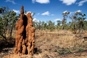 termite tube showing the need of termite control in arizona