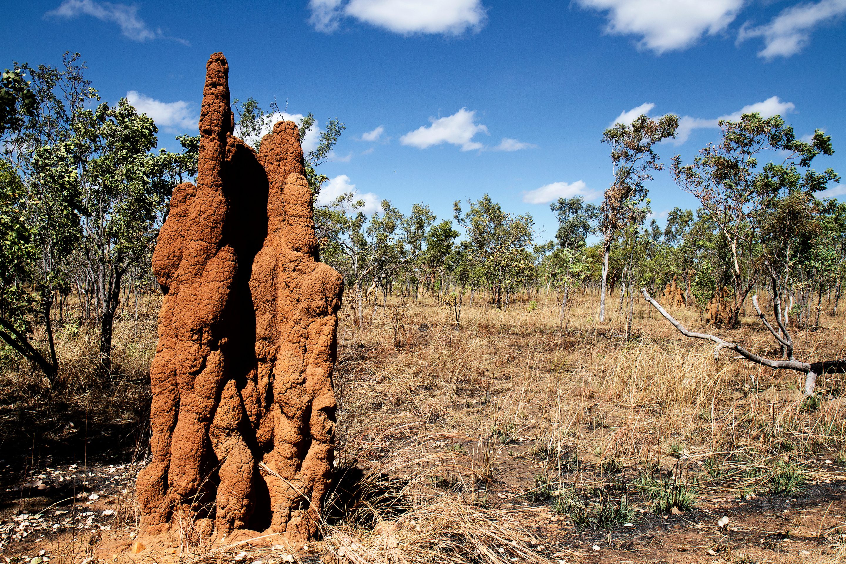 termite tube showing the need of termite control in arizona