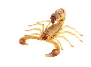 dangerous scorpion