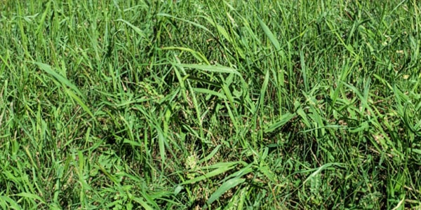 Image of Crabgrass