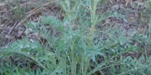 weed control treatment in phoenix az