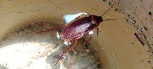 Can cockroaches swim