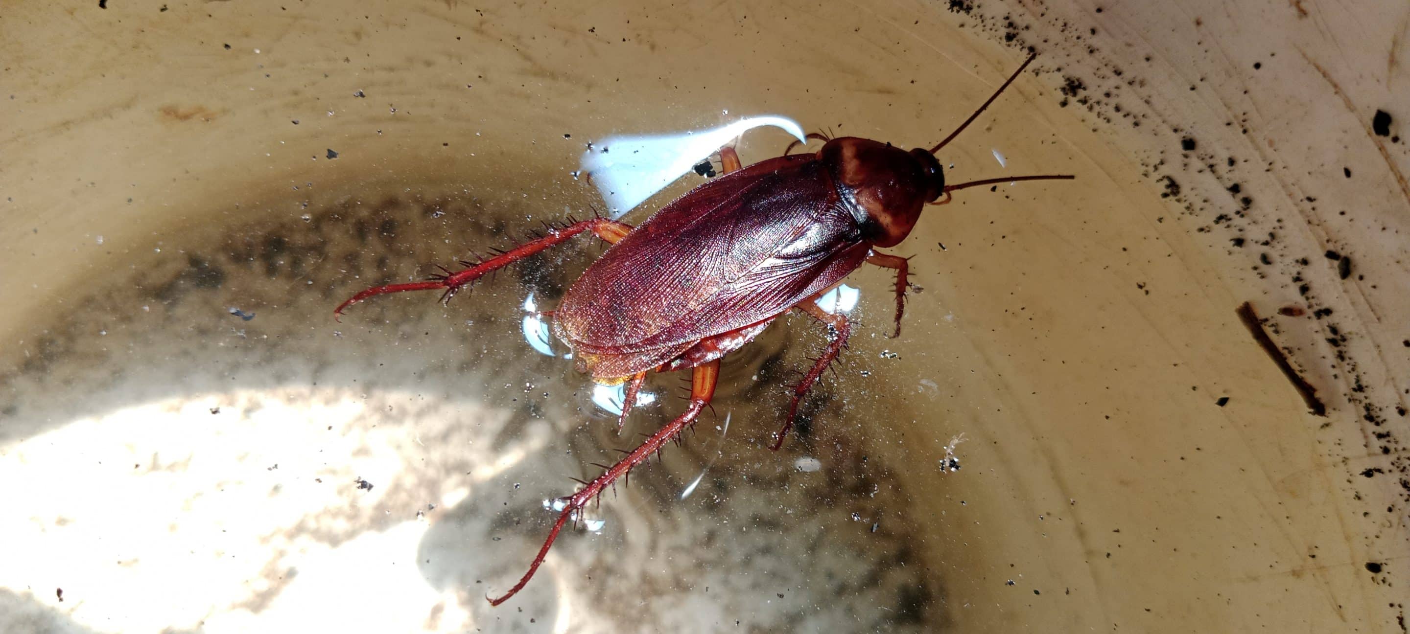 Can cockroaches swim