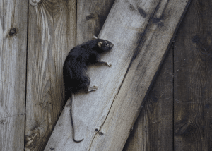 Can Rats climb picture