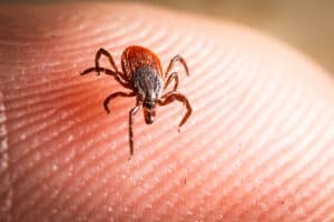 Tick