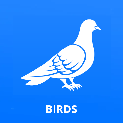 Birds