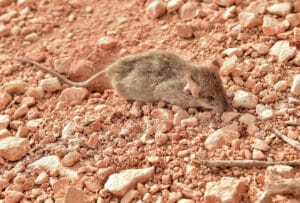 Rodent Exterminator: How to Identify Rodent Droppings and Protect Your Home | Urban Desert Pest Control