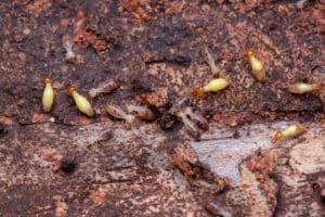 Why an Annual Termite Inspection Matters | Urban Desert Pest Control