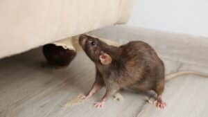 A rat standing on a light wood floor chews the underside of a beige upholstered couch, with small pieces of torn fabric scattered nearby.
