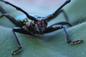 Palo Verde Beetles in Phoenix: Are They Dangerous?