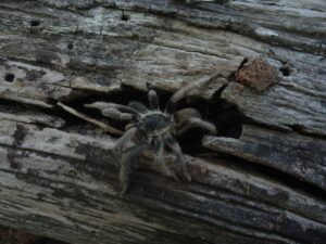 Lovestruck and Wandering: Why Tarantulas Take Over Phoenix Every Fall